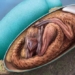 the long frames are preserved intact in the 70 million year old egg 117867
