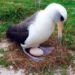 the most expensive seagull species in the world problems in old age 70 117105