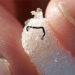 the most mysterious organism in the world 114965