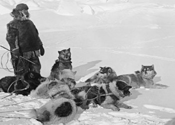 the north pole is not just a place of suffering and sacrifice for dogs 117694