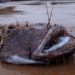 the ocean after the shark strikes dead on the beach 117799