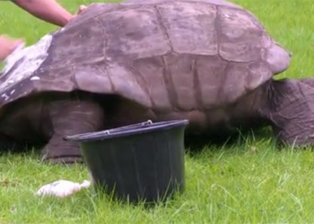 the oldest tortoise in the world can be gay 88378