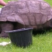 the oldest tortoise in the world can be gay 88378