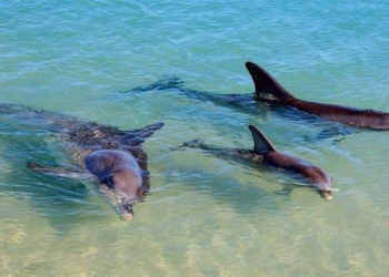 the only beach in the world with piglets visiting every day 117647