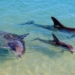 the only beach in the world with piglets visiting every day 117647