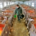 the process of creating animal feed in 22 seconds from china 116860