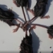 the rare mice phenomenon appears during the horrifying bubble time 115823
