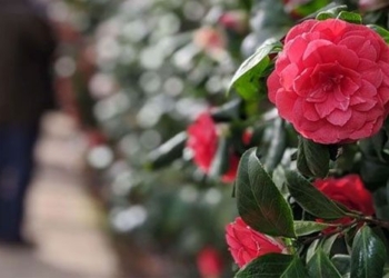 the rarest flower in the world only appears in 2 locations 116001
