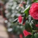 the rarest flower in the world only appears in 2 locations 116001