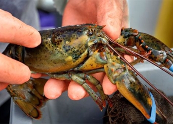 the reason uk humanitarian law is about to pass a ban on shrimp fishing 117239