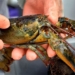 the reason uk humanitarian law is about to pass a ban on shrimp fishing 117239