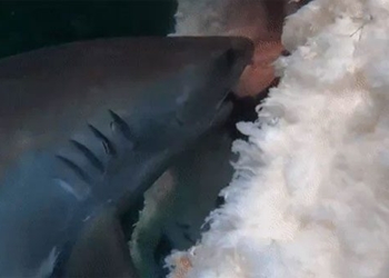 the ron people catch hundreds of monster catfish with giant 117213