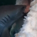 the ron people catch hundreds of monster catfish with giant 117213
