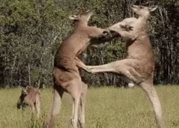 the secret weapon of kangaroo turns out not to be a bomb 116259