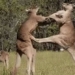 the secret weapon of kangaroo turns out not to be a bomb 116259
