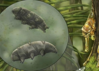 the stone flower shocking organisms from the living ocean on another planet 116400