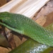 the strange type of snake growing in the nose 34754