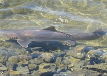the thames river revives after 64 years of biodiversity decline 117060