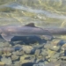 the thames river revives after 64 years of biodiversity decline 117060