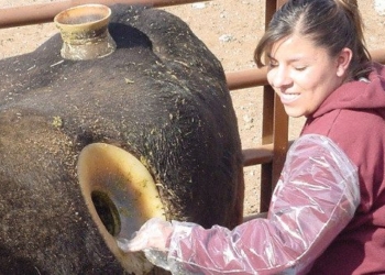 the truth about the large holes drilled in the belly of the breastfeeding cow causing outrage 81125