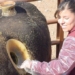 the truth about the large holes drilled in the belly of the breastfeeding cow causing outrage 81125