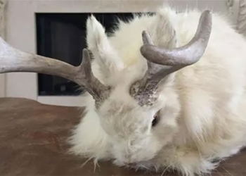 the truth about the strange rabbit that has antlers 117615