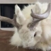 the truth about the strange rabbit that has antlers 117615
