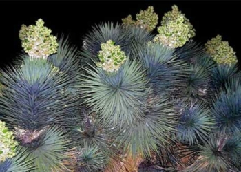 the unique plant blooms in the wild 117056