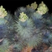 the unique plant blooms in the wild 117056