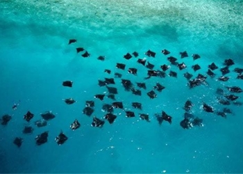 the worlds largest aquatic monsters in the cold water 117913