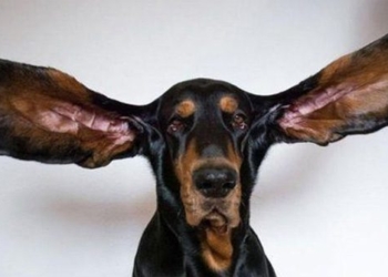 the worlds largest dog 116248