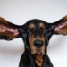 the worlds largest dog 116248