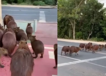 the worlds largest dog know how to use a divider to cross the street like a human 115938