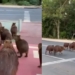 the worlds largest dog know how to use a divider to cross the street like a human 115938