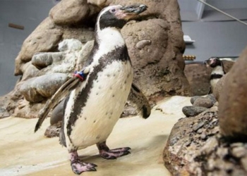 the worlds oldest bird dies due to old age weakness 116111
