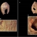 the worlds oldest jewelry discovered 116137