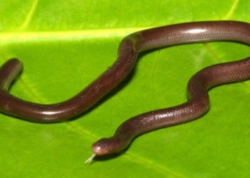 things you should know about the smallest earthworm in vietnam 75677