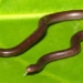 things you should know about the smallest earthworm in vietnam 75677