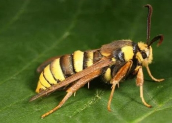 this is a giant caterpillar not a caterpillar actually just a type of moth 116769