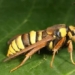 this is a giant caterpillar not a caterpillar actually just a type of moth 116769