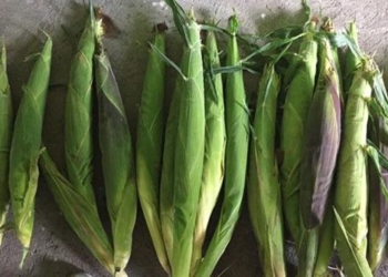 this mexico town produces the largest corn in the world 116446