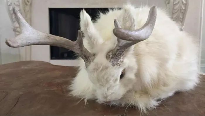 Rabbits do not grow antlers naturally, but papillomavirus in rabbits can cause this.