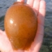 tho lan caught the unique orange thing showed it on social media know the precious jewel 116120