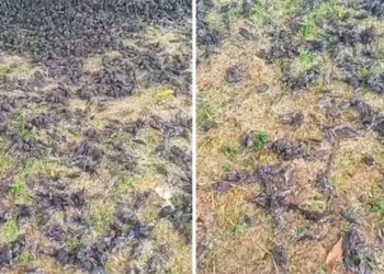 thousands of birds found dead under mysterious circumstances in cemetery 115968