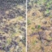thousands of birds found dead under mysterious circumstances in cemetery 115968