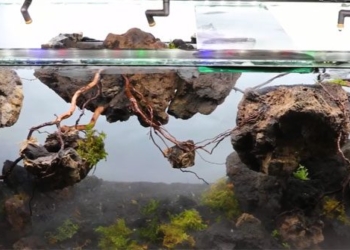 throwing a fire ant into the tank 2 years later the owner raises the fish to create a spectacular and unbelievable aquarium 116126