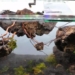 throwing a fire ant into the tank 2 years later the owner raises the fish to create a spectacular and unbelievable aquarium 116126