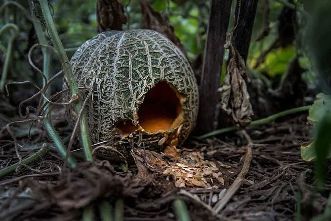 Rats attacking plants and animals on Lord Howe Island.
