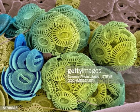 Phytoplankton in the ocean.