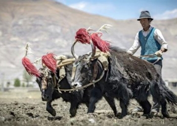 tibetan people bring super capacity from another type of human 117692